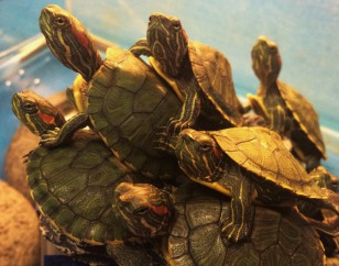 Pet-Care-Turtle