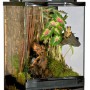 Naturalistic_Terrarium_2