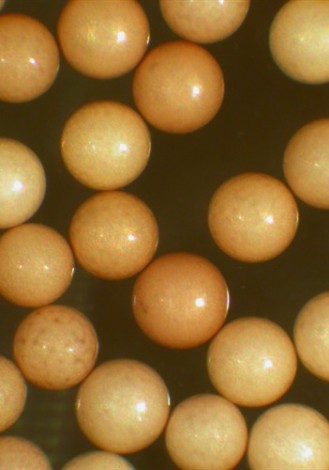 babybrine-shrimp-eggs-1