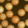 babybrine-shrimp-eggs-1