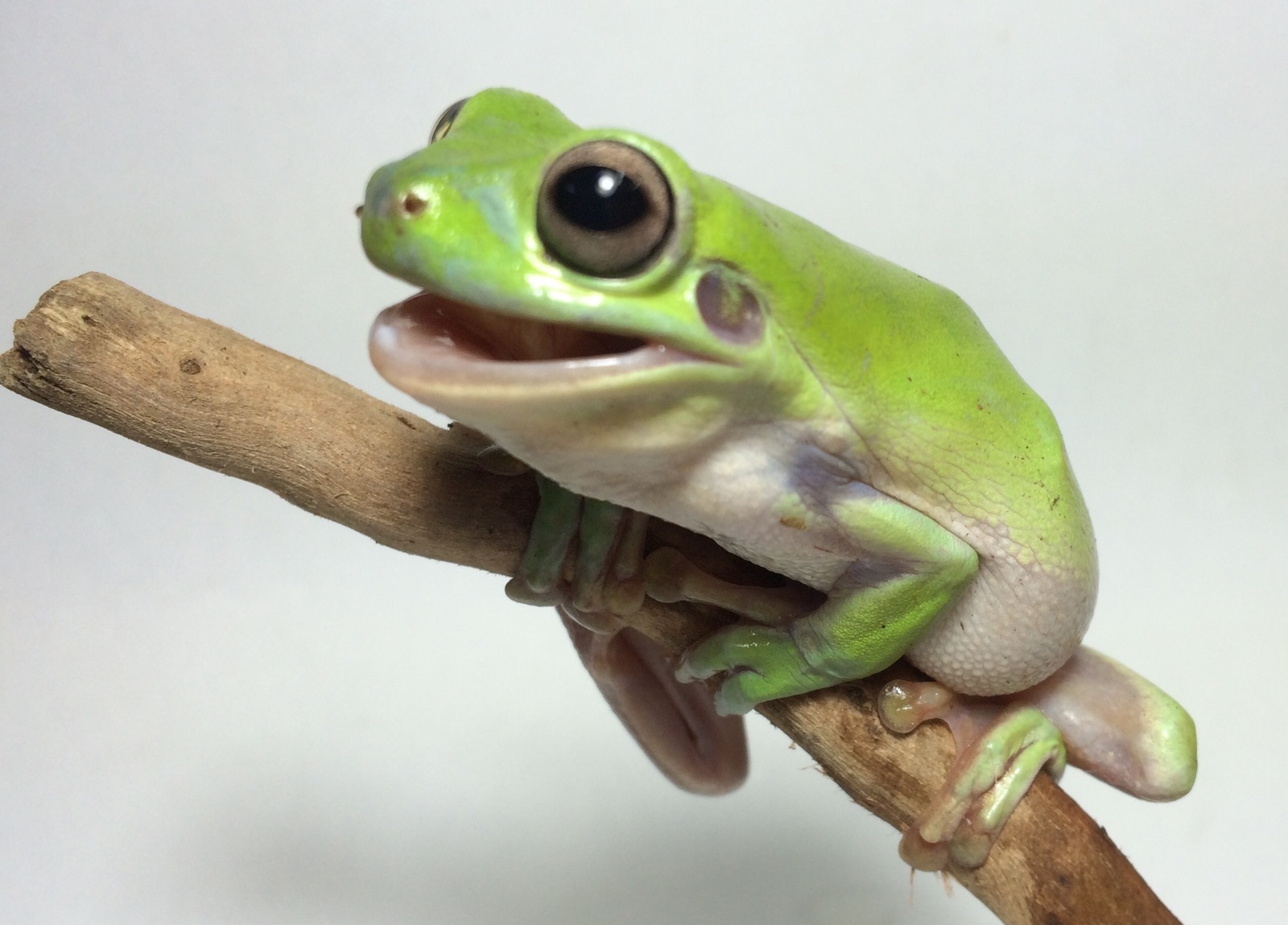 green-tree-frog-product-categories-petmart-pte-ltd