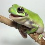 green tree frog