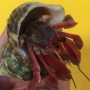 red hermit crab